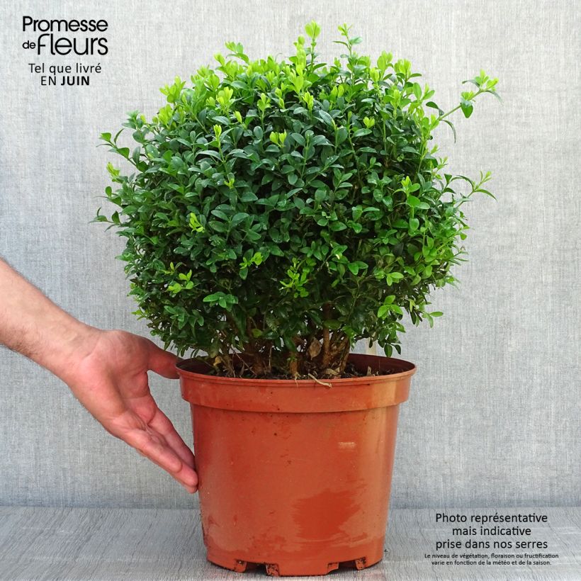 Buxus sempervirens - Boxwood 7.5L/10L pot, Mehrstämmiges Gehölz sample as delivered in summer