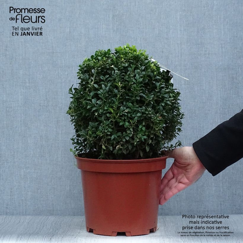 Buxus sempervirens - Boxwood 7.5L/10L pot sample as delivered in winter