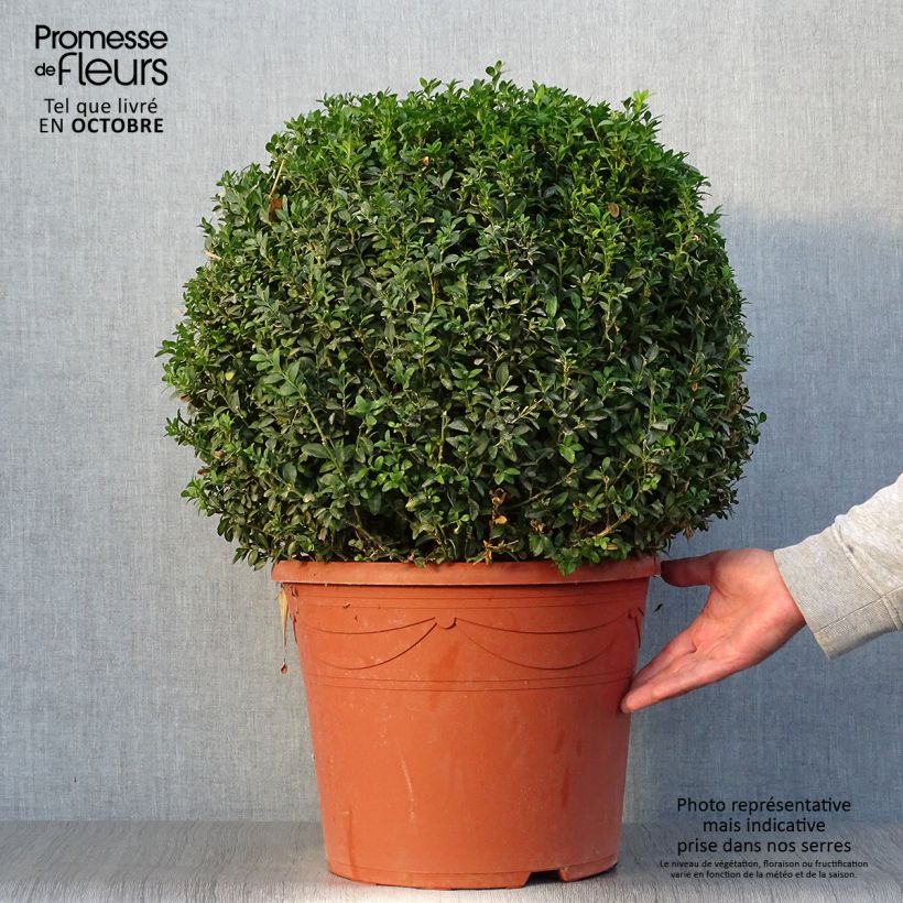 Buxus sempervirens - Boxwood 20L/25L pot sample as delivered in autumn