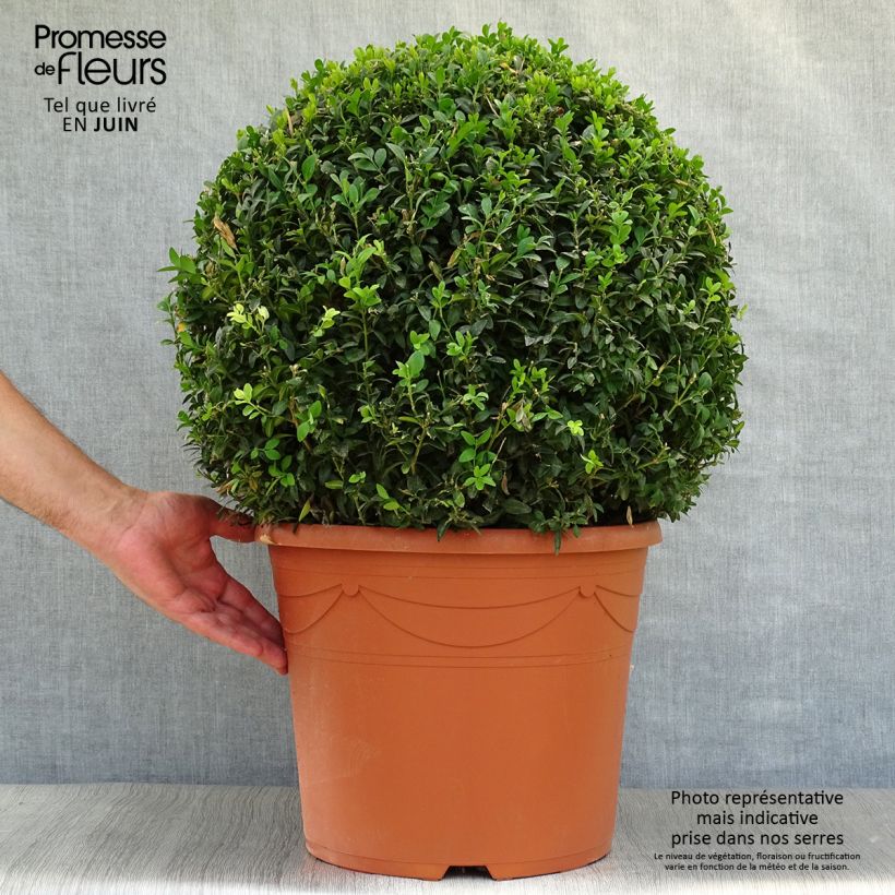 Buxus sempervirens - Boxwood 20L/25L pot, Mehrstämmiges Gehölz sample as delivered in summer