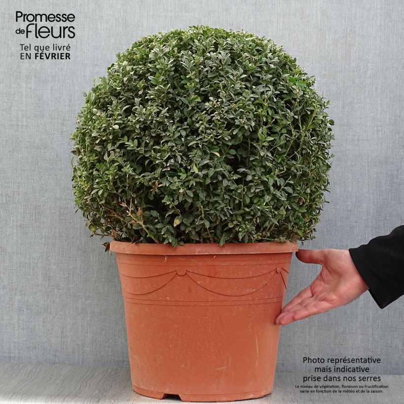 Buxus sempervirens - Boxwood 20L/25L pot sample as delivered in winter