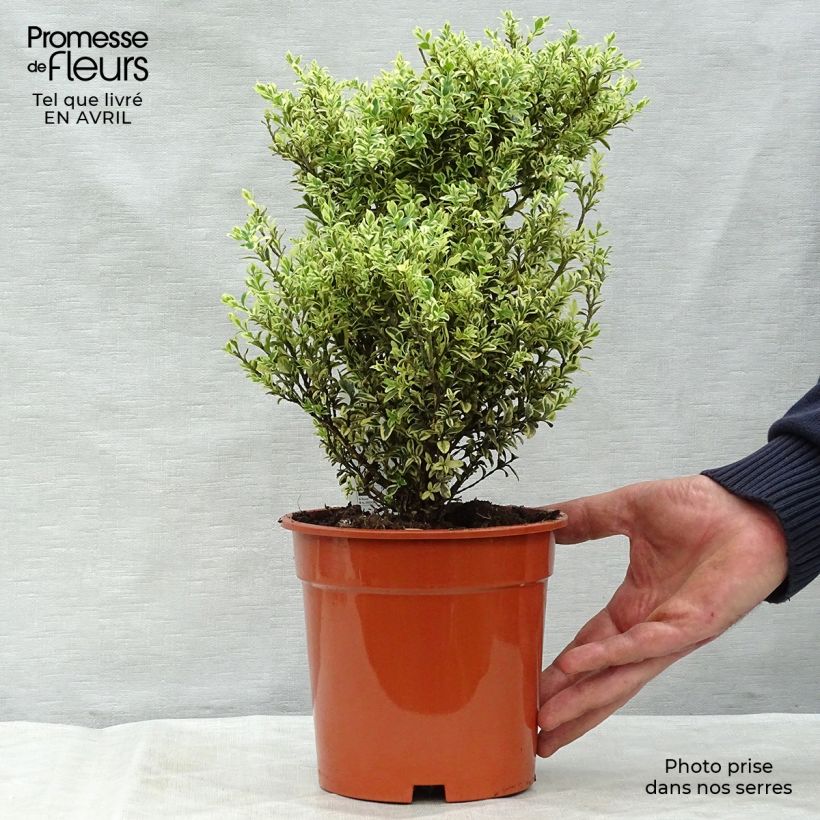 Buxus sempervirens Elegans - Boxwood 2L/3L pot sample as delivered in spring