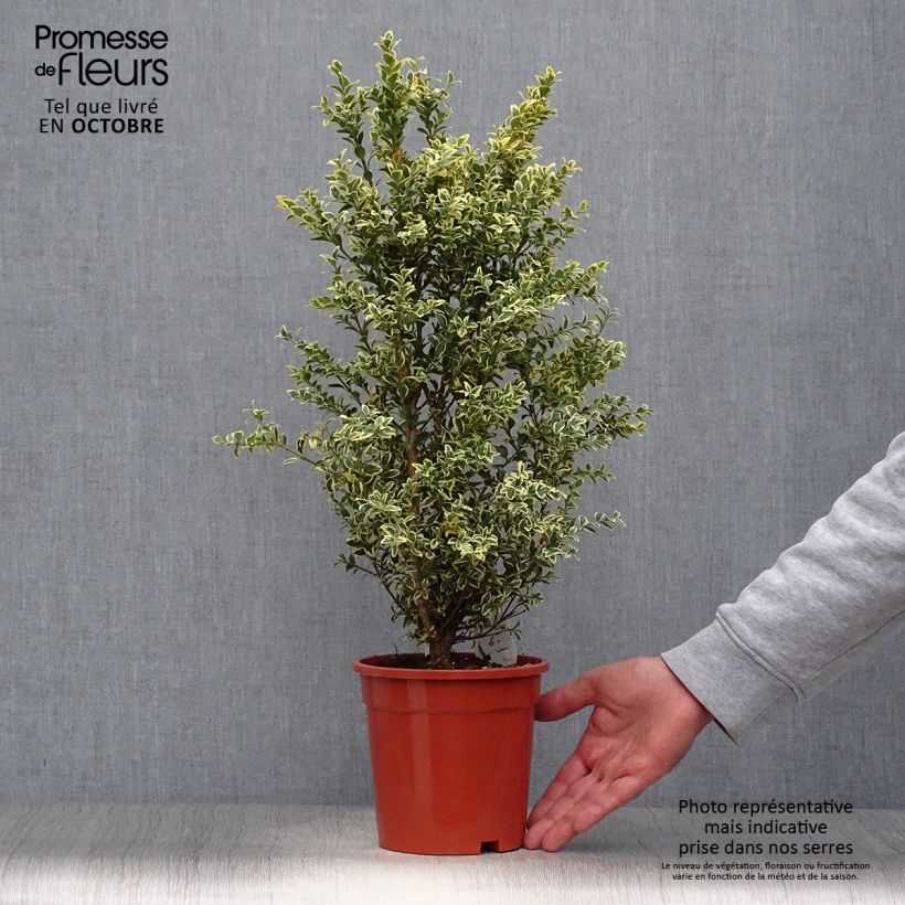 Buxus sempervirens Elegans - Boxwood 2L/3L pot sample as delivered in autumn