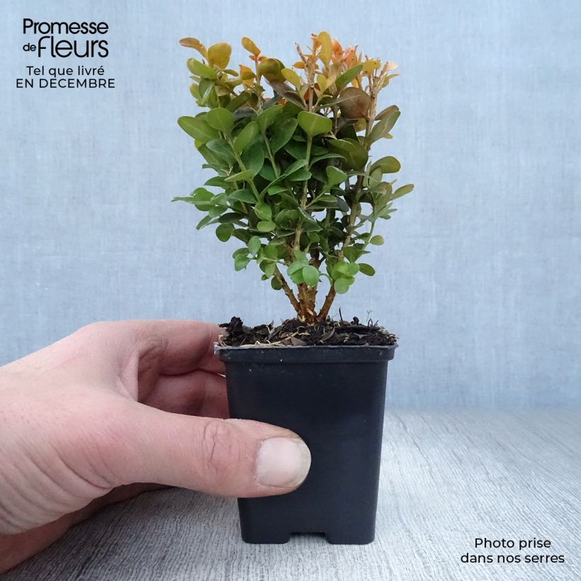 Buxus sempervirens Suffruticosa - Boxwood 8/9 cm pot sample as delivered in winter