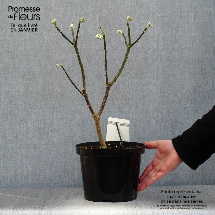Edgeworthia chrysantha Winter Liebe - Paperbush 4L/5L pot sample as delivered in winter