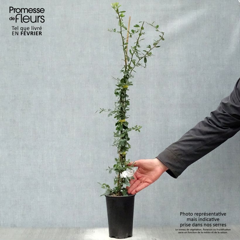 Pyracantha coccinea Saphyr Jaune - Scarlet Firethorn 2L/3L pot sample as delivered in winter