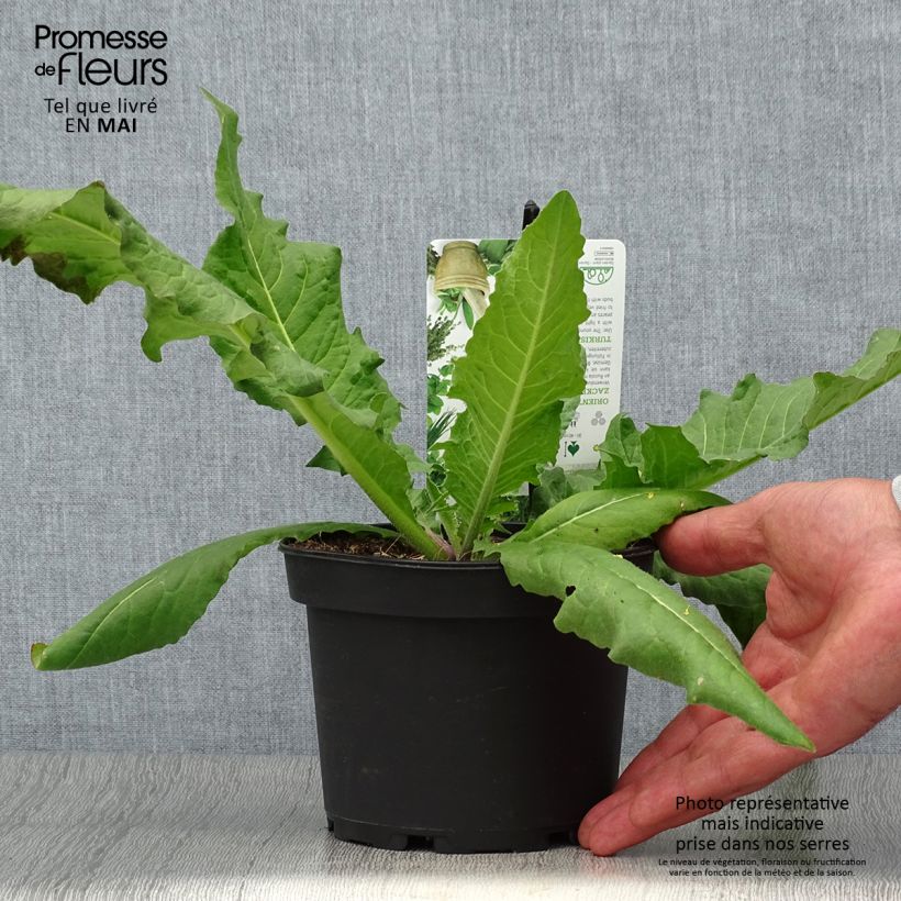 Bunias orientalis - Oriental Rocket, Eastern Bunias 1.5L/2L pot sample as delivered in spring