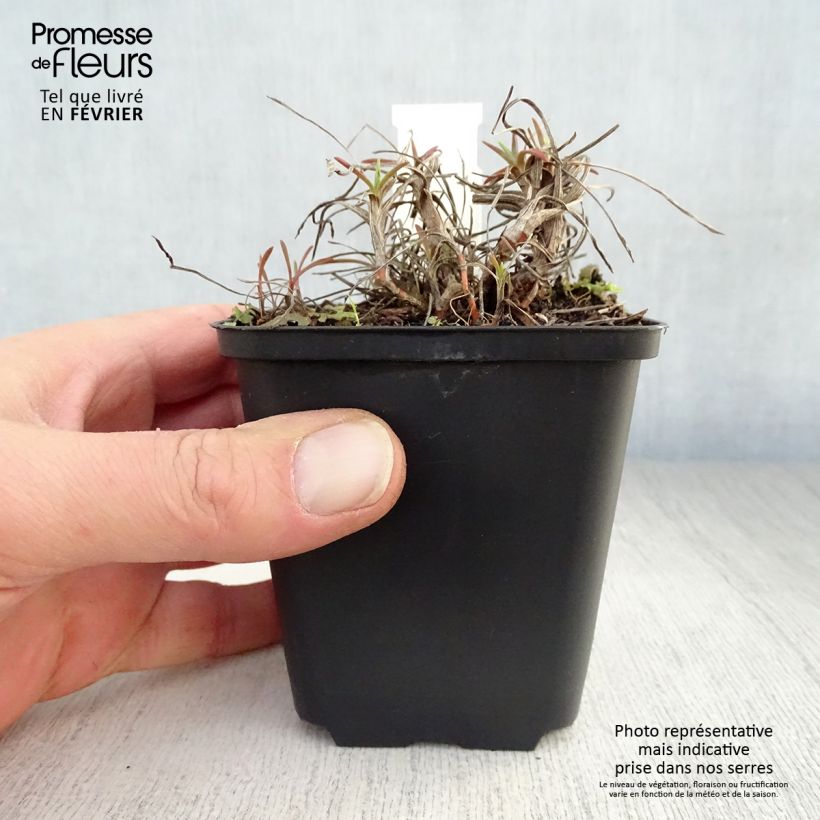 Bupleurum falcatum 8/9 cm pot sample as delivered in winter