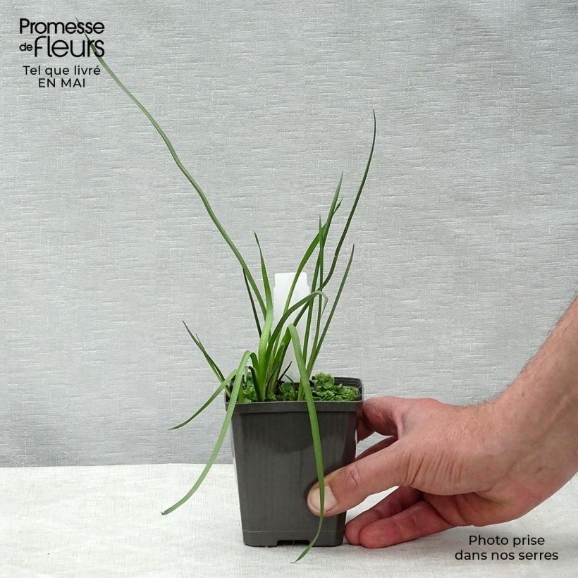 Butomus umbellatus 8/9 cm pot sample as delivered in spring