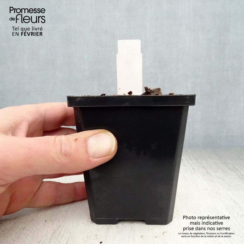 Butomus umbellatus 8/9 cm pot sample as delivered in winter