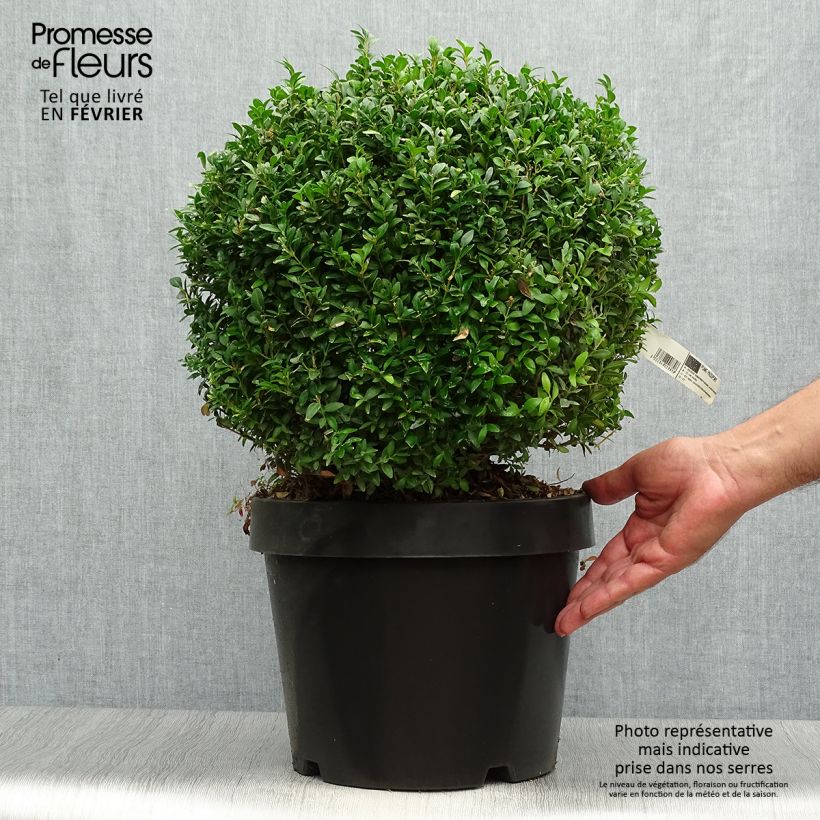 Buxus sempervirens Arborescens - Boxwood 7.5L/10L pot sample as delivered in autumn