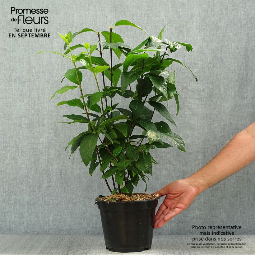 Calycanthus floridus Michael Lindsay- Sweetshrub 4L/5L pot sample as delivered in autumn