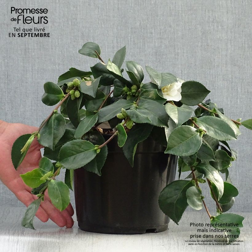 Camellia sasanqua Waterfall White 4L/5L pot sample as delivered in autumn