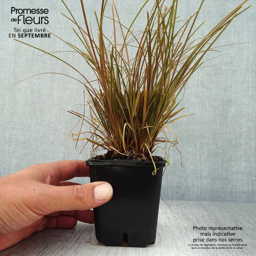 Carex flagellifera Bronzita 8/9 cm pot sample as delivered in autumn