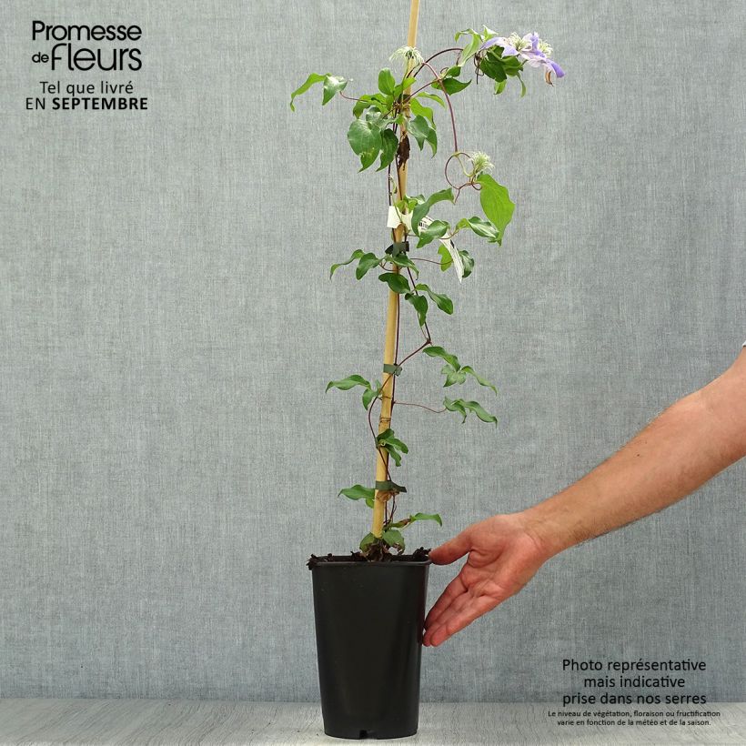Clematis patens Lasurstern 1.5L/2L pot sample as delivered in autumn