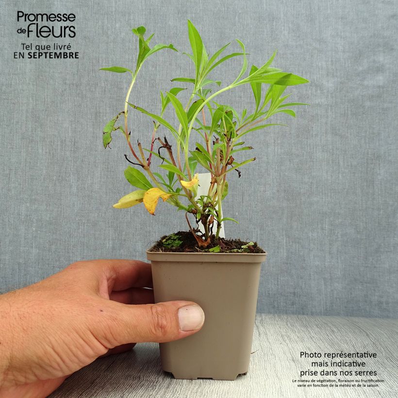 Cosmos atrosanguineus Chocamocha 7/8 cm pot sample as delivered in autumn
