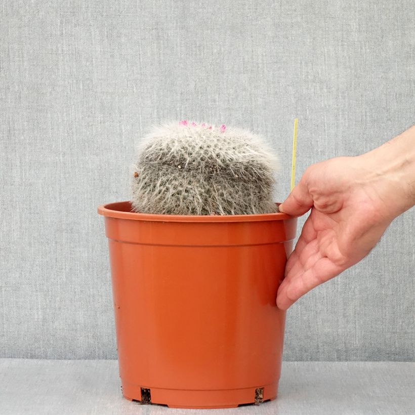 Mammillaria hahniana - Old lady cactus 4L/5L pot sample as delivered in autumn
