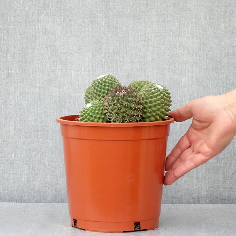 Mammillaria polythele Toluca - Cactus 4L/5L pot sample as delivered in autumn