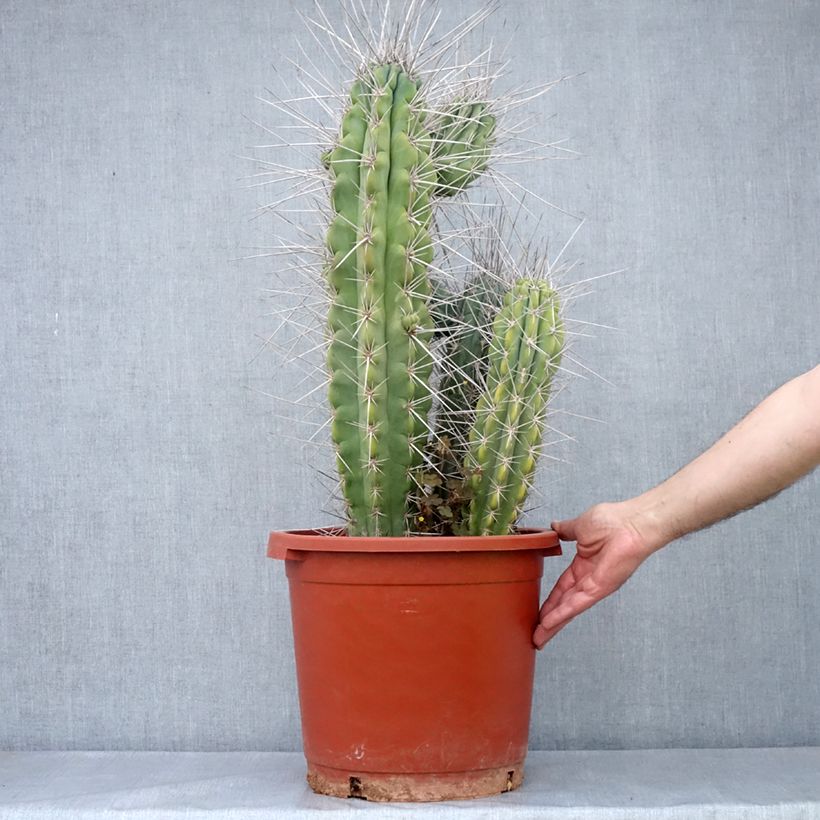 Stetsonia coryne - Toothpick cactus 7.5L/10L pot sample as delivered in autumn