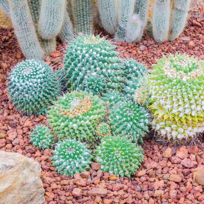 Mammillaria nejapensis Silver Arrows - Cactus (Plant habit)
