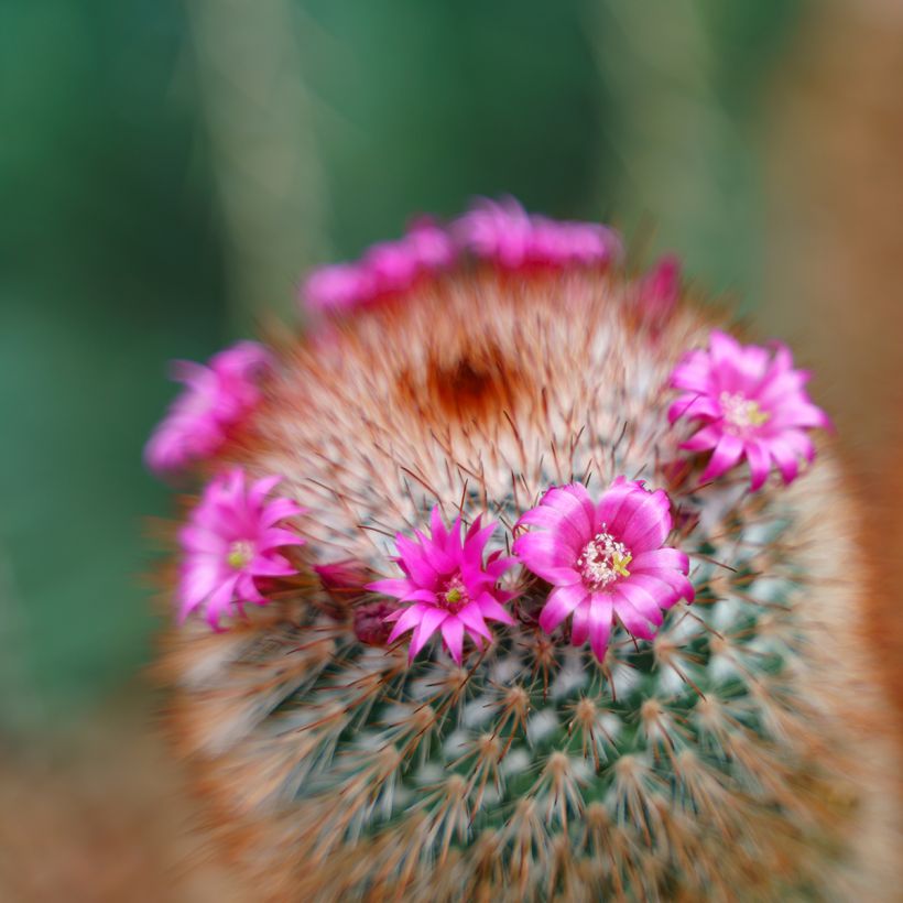 Mammillaria spinosissima f. rubrispina - Red Headed Irishman cactus (Flowering)