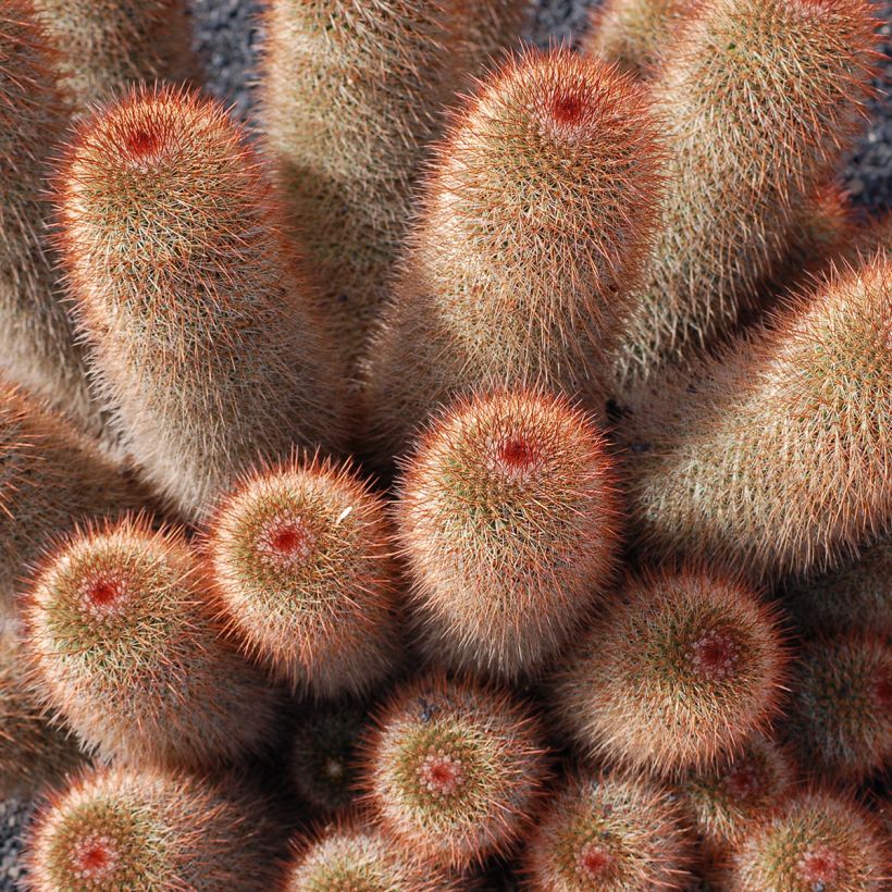 Mammillaria spinosissima f. rubrispina - Red Headed Irishman cactus (Plant habit)