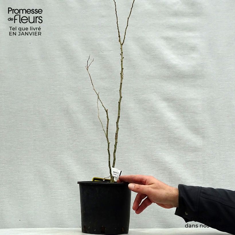 Caesalpinia gilliesii 2L/3L pot sample as delivered in winter