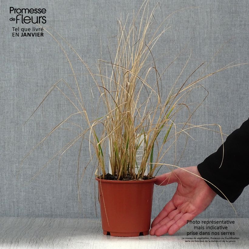 Calamagrostis acutiflora Avalanche - Feather Reed Grass 1L/1.5L pot sample as delivered in winter