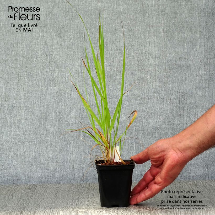 Calamagrostis acutiflora Karl Foerster - Feather Reed Grass 8/9 cm pot sample as delivered in spring