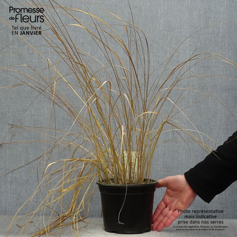 Calamagrostis acutiflora Overdam - Feather Reed Grass 2L/3L pot sample as delivered in winter