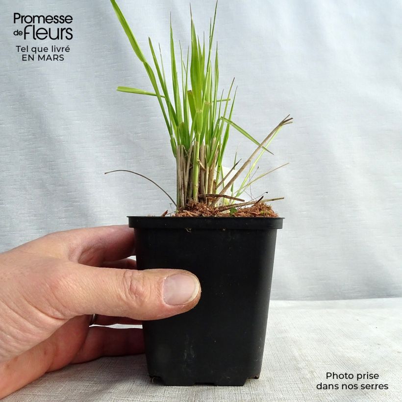 Calamagrostis acutiflora Waldenbuch - Feather Reed Grass 8/9 cm pot sample as delivered in spring