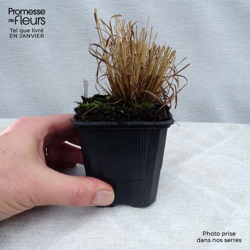 Calamagrostis brachytricha - Feather Reed Grass 8/9 cm pot sample as delivered in winter
