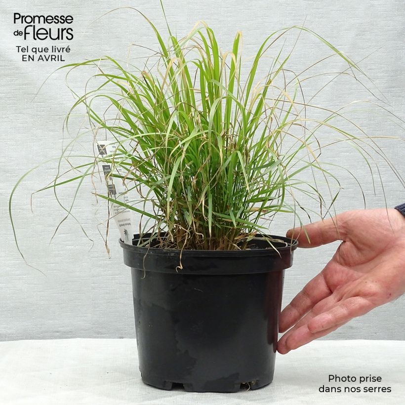 Calamagrostis brachytricha - Feather Reed Grass 3L/4L pot sample as delivered in spring