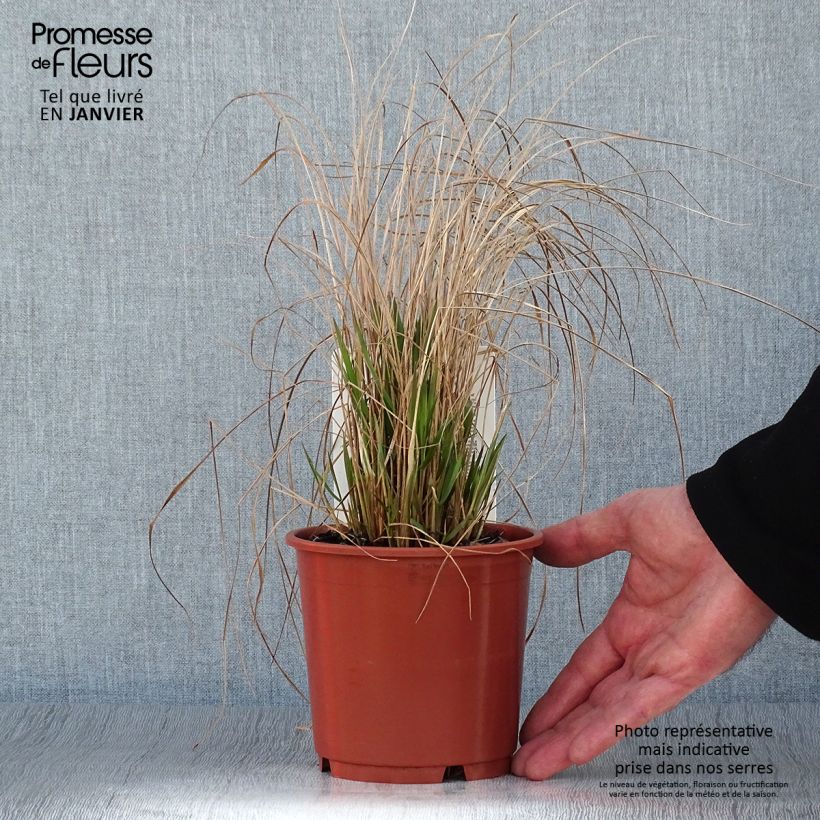 Calamagrostis brachytricha - Feather Reed Grass 1L/1.5L pot sample as delivered in winter