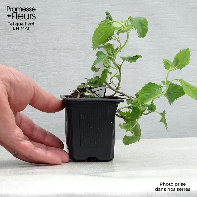 Calamintha grandiflora - Calamint 8/9 cm pot sample as delivered in spring