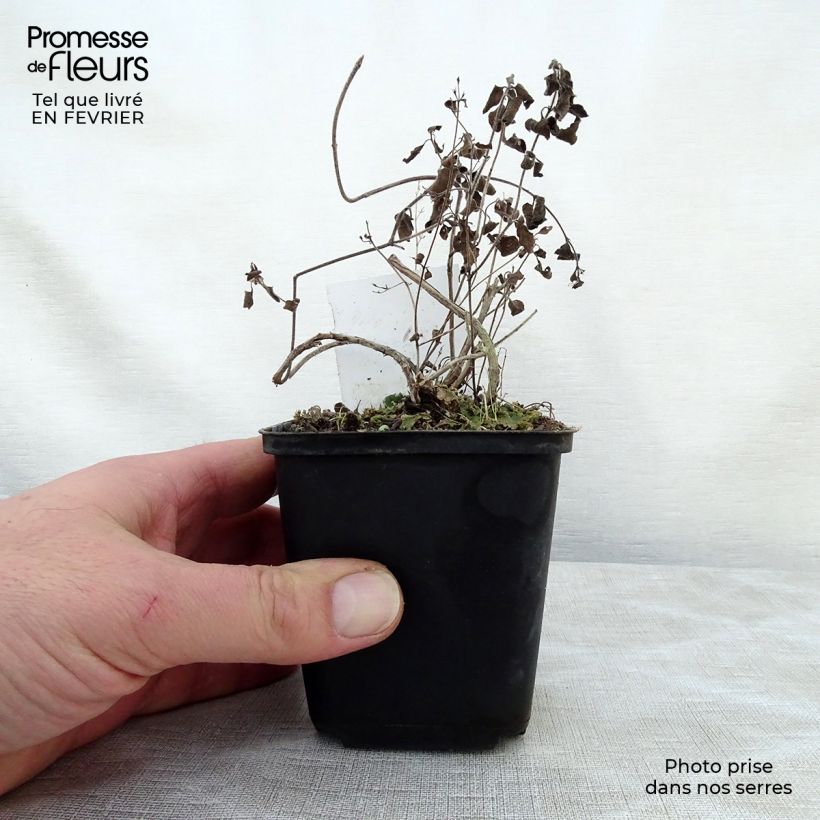 Calamintha nepeta Weisse Riese - Calamint 8/9 cm pot sample as delivered in winter