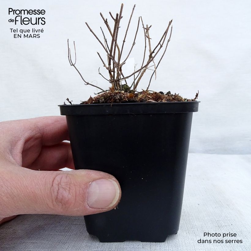 Calamintha nepeta White Cloud - Calamint 8/9 cm pot sample as delivered in spring