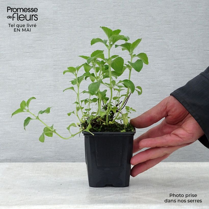 Calamintha sylvatica Menthe - Calamint 8/9 cm pot sample as delivered in spring