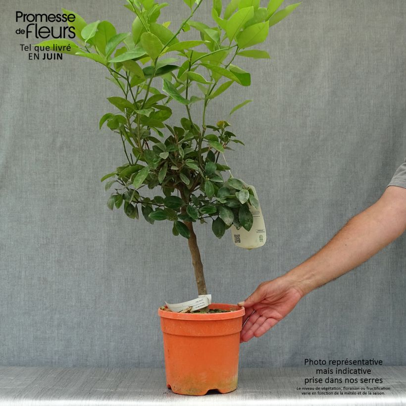 Calamondin - Citrus madurensis 6L/7L pot, Standard sample as delivered in summer