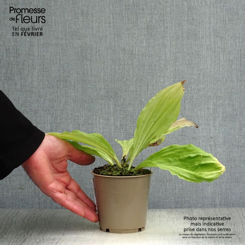 Calanthe sieboldii - Garden orchid 1L/1.5L pot sample as delivered in winter