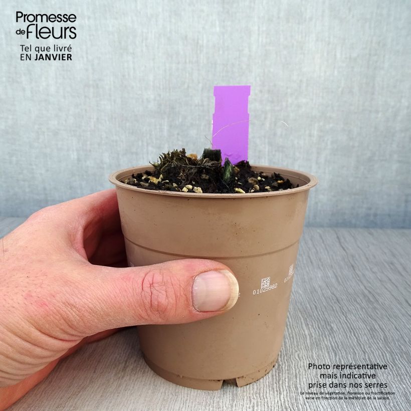 Calanthe tricarinata - Garden orchid 1L/1.5L pot size I sample as delivered in winter