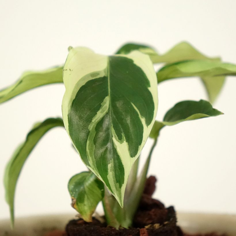 Calathea lietzei Fusion White - Peacock plant (Foliage)