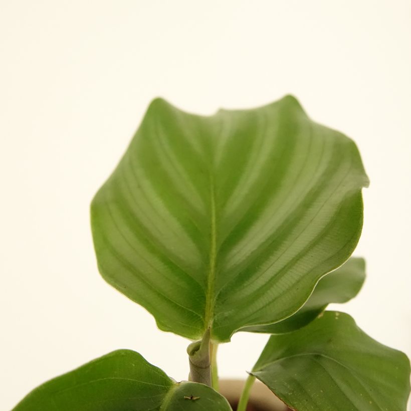 Calathea orbifolia - Peacock plant (Foliage)