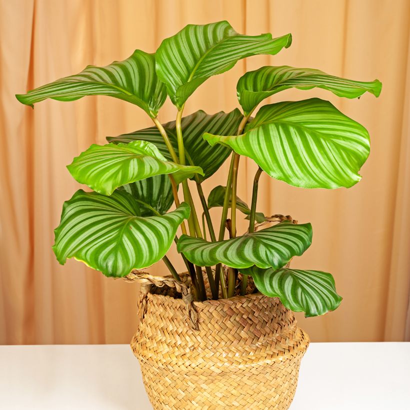 Calathea orbifolia - Peacock plant (Plant habit)