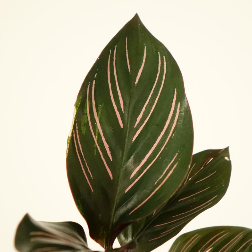 Calathea ornata - Pinstripe Calathea (Foliage)