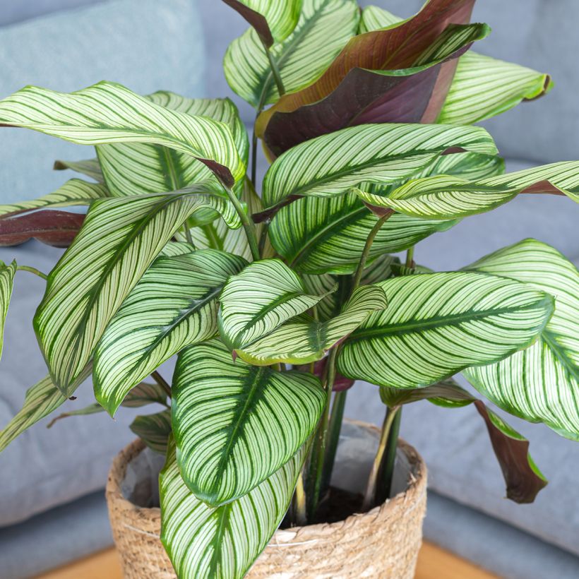 Calathea majestica White Star - Majestic prayer plant (Plant habit)