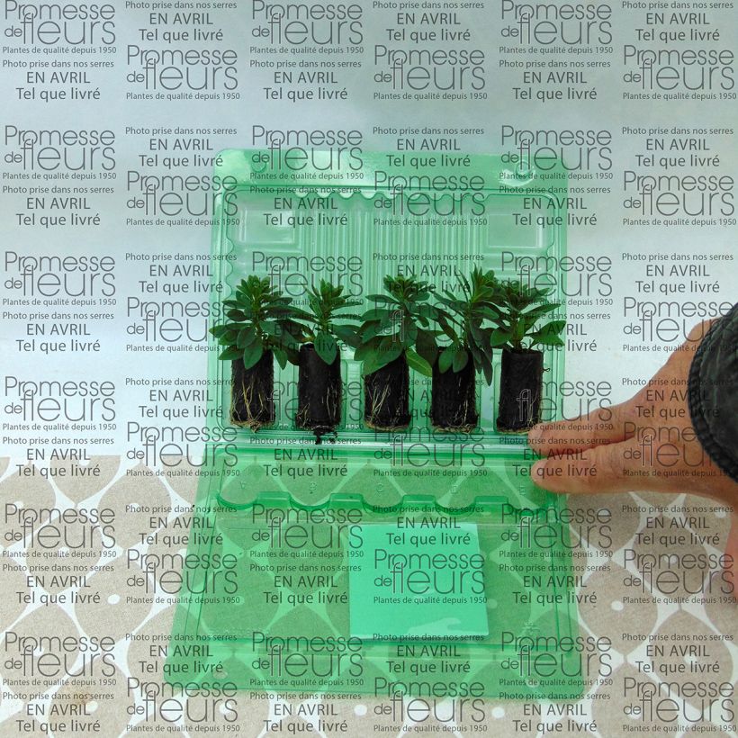 Example of Calibrachoa Chameleon Pink Passion - Mini-Petunia Plug plant 3/4cm specimen as delivered