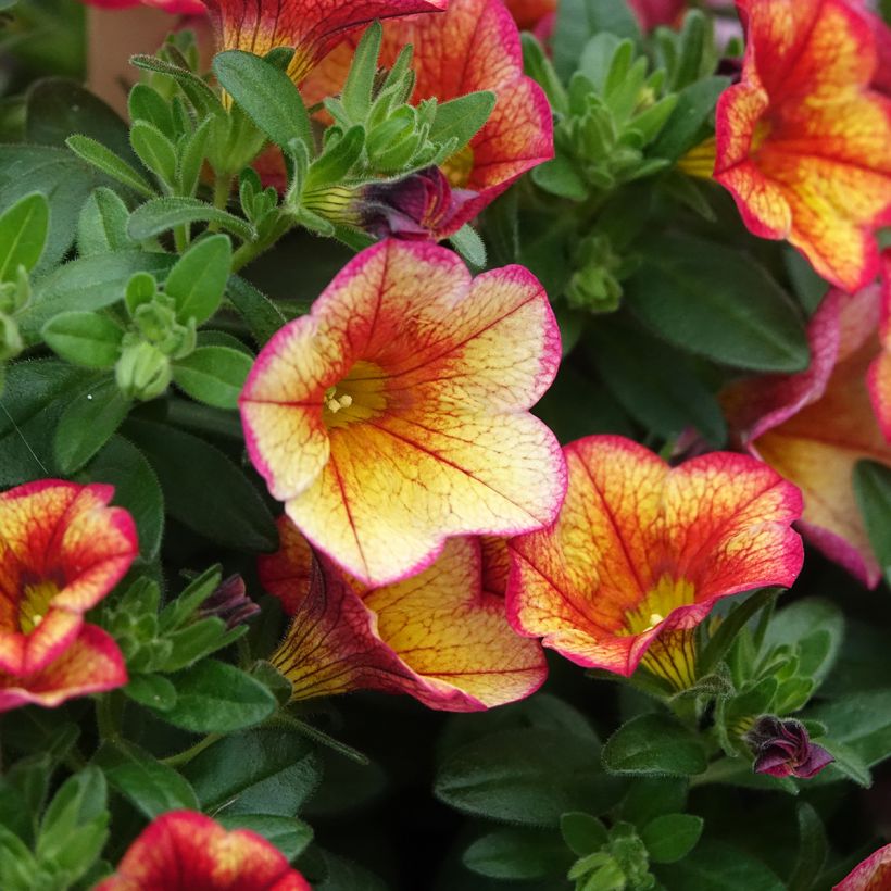 Calibrachoa Uno Bakari - Trailing Petunia (Flowering)