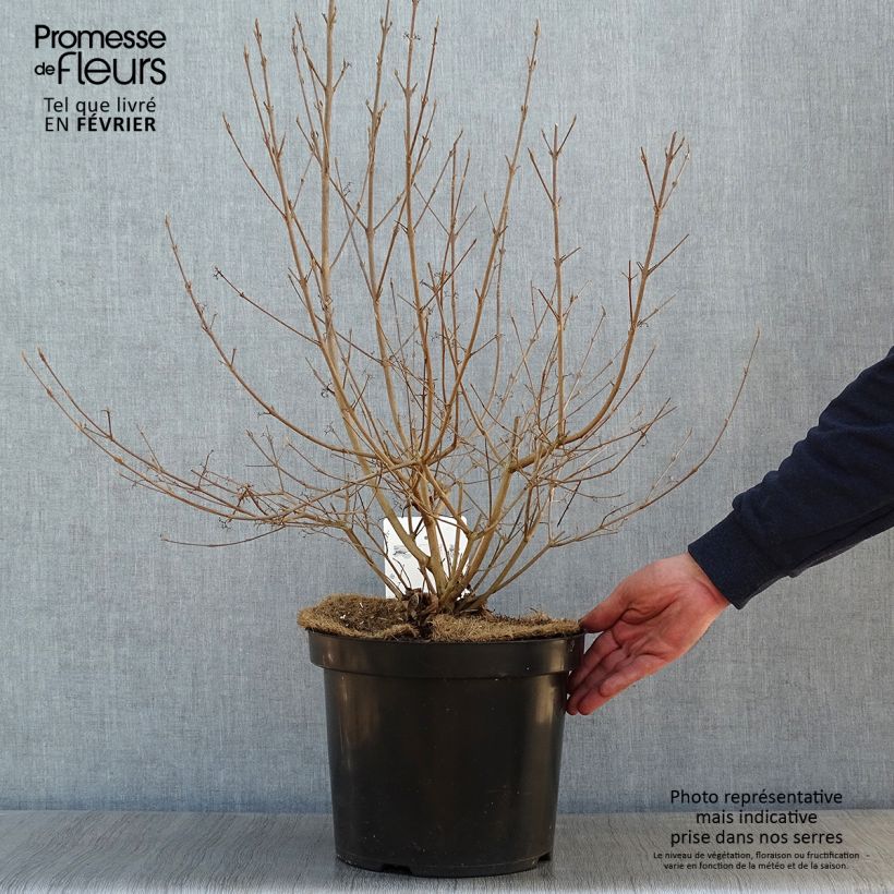 Callicarpa bodinieri Magical Deep Purple Kolmdepu 7.5L/10L pot sample as delivered in winter