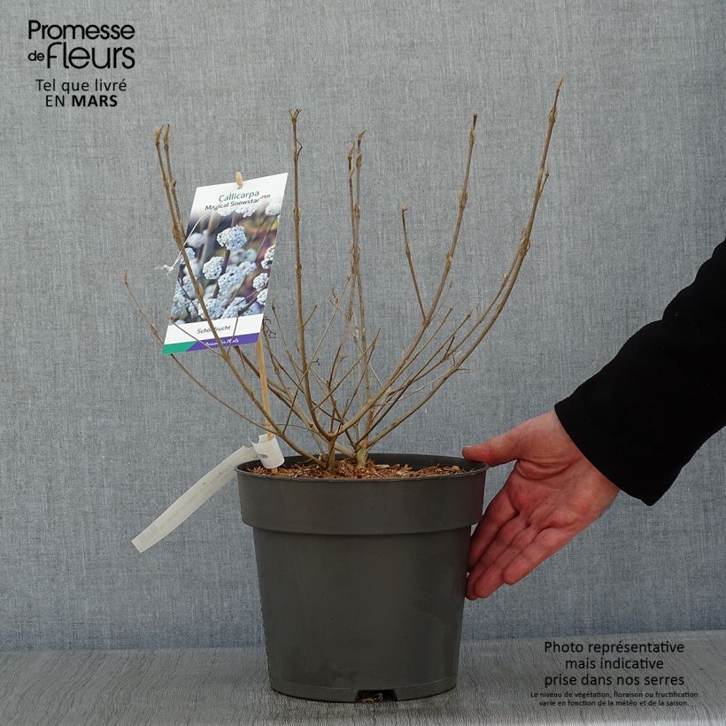 Callicarpa bodinieri Magical Snowqueen 3L/4L pot sample as delivered in winter